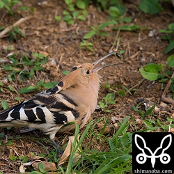 換羽中で冠羽や顔の辺りの羽がみすぼらしい。