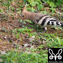 こちらの首のあたりの羽がみすぼらしい。