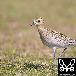 ムナグロは広い芝生に置物のようにいます。