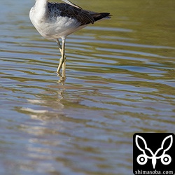 最近はアオアシシギは単独でいることが多いです。