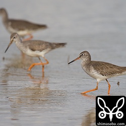 アカアシシギが数羽で群れています。