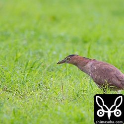 こちらは同じ牧草地にいた個体。虹彩は黄色です。