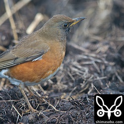 人を恐れないようで、どんどん寄ってくるアカハラ。