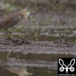 距離は少しありました。もう1羽はトラクターに驚いて藪に入ったきりでてこなくなりました。