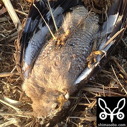 死因は餓死なのか、病死なのか、はたまた毒で死んだネズミを食ったのか…。