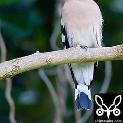 手持ちで1/100秒のシャッタースピードです。5枚に1枚ぐらいの割合でぶれなく撮れていました。