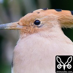 上の写真の等倍です。