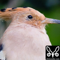 こちらも等倍写真です。