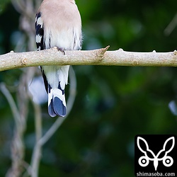 逃げる気配がないので、三脚を車から降ろして撮影しました。