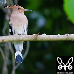 手持ちで1/320秒のシャッタースピードです。ここまでシャッタースピードを稼げれば、ほとんどオッケーショットでした。
