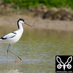 田植えが始まっていたので、たぶん他へ移動するでしょう。