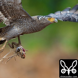 至近距離を悠々と飛び去るカンムリワシ。かっこいいなー。