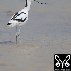 寒そうな色ですが、今日の石垣島は20度を超えています。明日から北海道ですが、ここより30度近く寒い予報。^^;