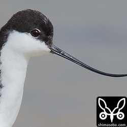 細く反り上がった特徴的な嘴。