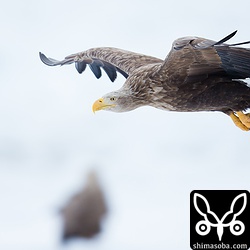 こちらはオジロワシの成鳥。