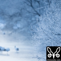 美しく凍っています。