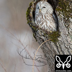 こちらは1羽だけでした。