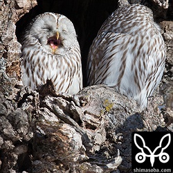 暖かい日差しに照らされて大あくび。