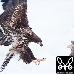 かなり満たされているようで、あまり餌の奪い合いはありませんでした。