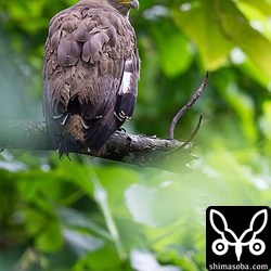 この下に沢があり、獲物を待ち伏せています。