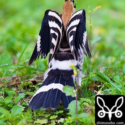 伸びをするヤツガシラ。派手な鳥だなー。^^;