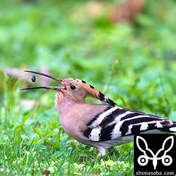 土中のゴキブリを見つけてはパクパク。時間あたり、何匹食うか数えようと思うんだけど、いつも多すぎて断念。^^;