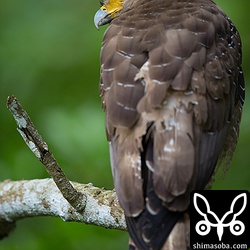 かなり近くに飛んできました。