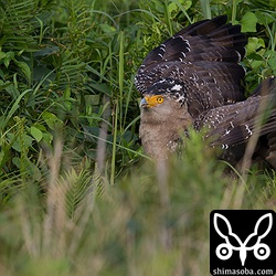 カニを捕まえて解体しながら食っていたら、カラスにアタックされて驚いているカンムリワシ。
