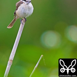 シロハラやツグミはそろそろ北の繁殖地へ渡りだしていますが、シマアカモズはいつまでいるんだろう。繁殖時期にも石垣島で綺麗な夏羽のシマアカモズが観察されるけど、数は少ない。繁殖してるのかなー?