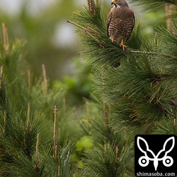 帰り道、同じ場所を通ると、先ほどとは少し離れた松に止まっていました。