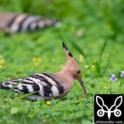 こちらは、ヤツガシラと2輪のリュウキュウコスミレをからめてみました。奥にはもう1羽。2羽目。
