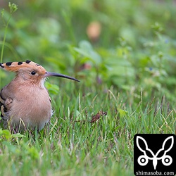こちらは、玉取崎にある友人の家の庭先にいました。^^;6羽目。