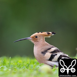 川平石崎で本日7羽目のヤツガシラ。もう1羽いたら8羽のヤツガシラでごろが良かったのですが…。^^;
