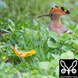 その近くにもう1羽。4羽目。