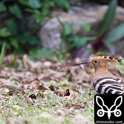 3羽目、4羽目は越冬個体で、いつも2羽でいたのですが、なんだか予感がして同じ敷地を探してみるともう1羽いました。同じ敷地にヤツガシラ3羽。^^;5羽目。