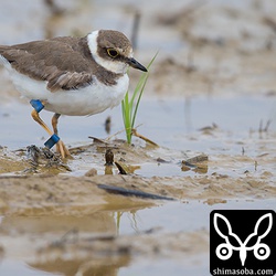 フラッグと足環のついたコチドリ。山階鳥類研究所の資料によると北海道のコムケ湖でつけられたフラッグのようです。コムケ湖から石垣島までの距離は2800キロ。ほんの16センチほどの体でよくこの距離を渡るものだ!!

`山階鳥類研究所(渡り鳥と足環) <http://www.yamashina.or.jp/hp/ashiwa/ashiwa_index.html>`_