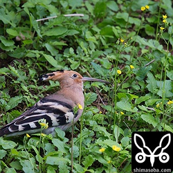 おっと、越冬地の道路沿いに1羽。3羽目。