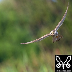 獲物めがけて飛び出したチョウゲンボウ。