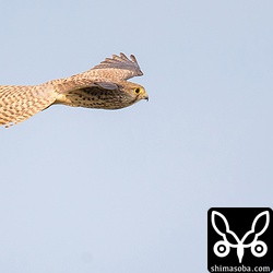 牧草地の上空をくるくる回っていました。尾羽で舵をとっています。