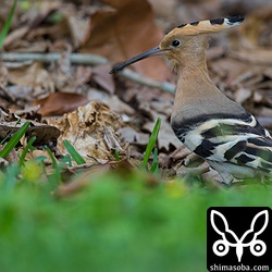 枯葉の吹き溜まりで餌を探すヤツガシラ。
