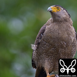 飛ぶ瞬間。ぶれちゃった。