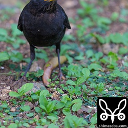 お立ち台に乗ってくれることを期待しましたが、だめでした…。^^; クロウタドリのオスは、黄色いアイリングと暗い虹彩がつぶらな瞳を演出して可愛らしですね。