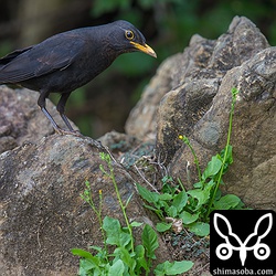 一瞬、お立ち台に上がってくれました。