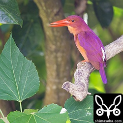 美しい声でさえずるアカショウビン。背景と光がいまいちなのが残念です。^^;