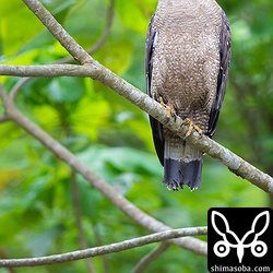 2週間ほど前から、新芽がどんどん芽吹いてバックが綺麗です。