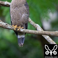 このカンムリワシも長い付き合いです。