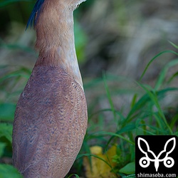 ズグロミゾゴイは婚姻色が出てきれいになっています。
