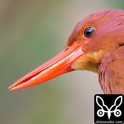 曇天の下、840mmでここまで止まれば十分。手ぶれ補正が4段分のEF600mm F4 IS II USMになってから手持ち撮影が増えました。レンズもI型よりもかなり軽くなっていますし。^^アップのアカショウビンかわいいです。