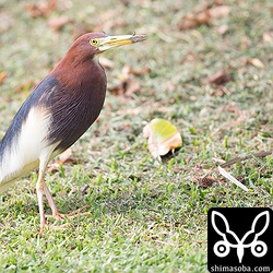 場違いなところにアカガシラサギがいてびっくり。^^;
