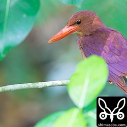 毎年やってくるオスのアカショウビン。`2014年のペアのオス`_ と同じ。メスは2014年に入れ替わっています。.. _2014年のペアのオス: https://shimasoba.com/blog/306/